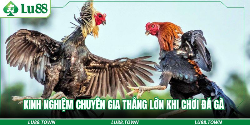 Kinh nghiệm chuyên gia thắng lớn khi chơi đá gà 
